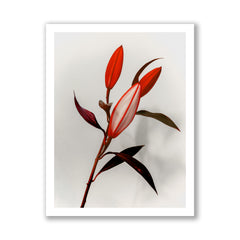 The Crimson Lilies