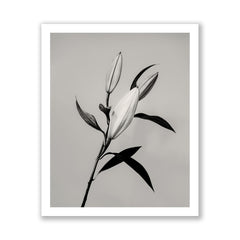 The Lily