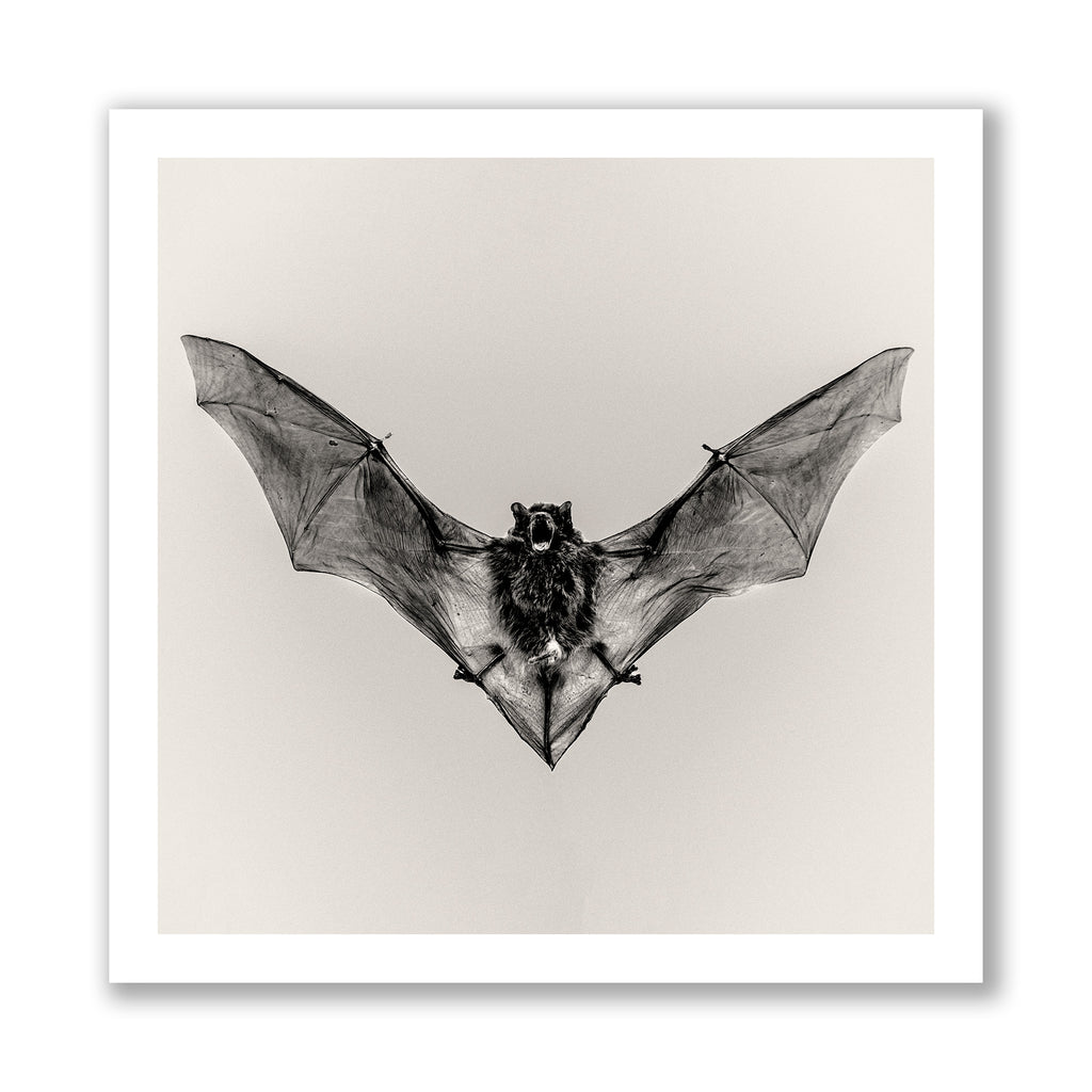 Pipistrelle