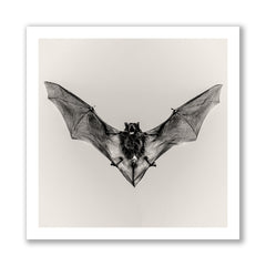 Pipistrelle