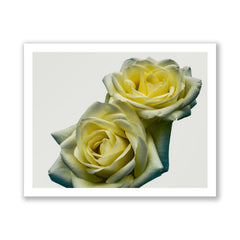 Yellow Roses