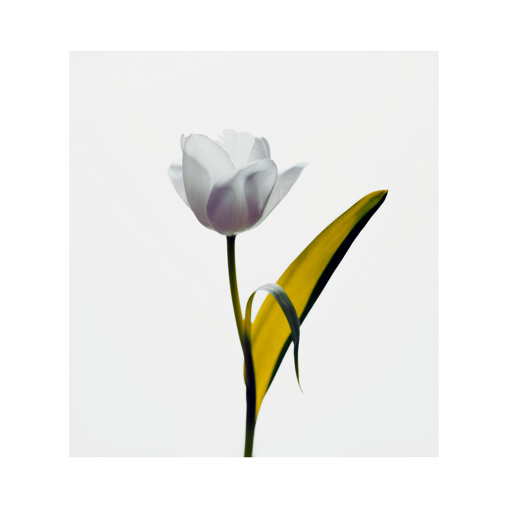 Yellow Leaf Tulip