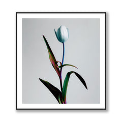 Tulipa - A Single Tulip