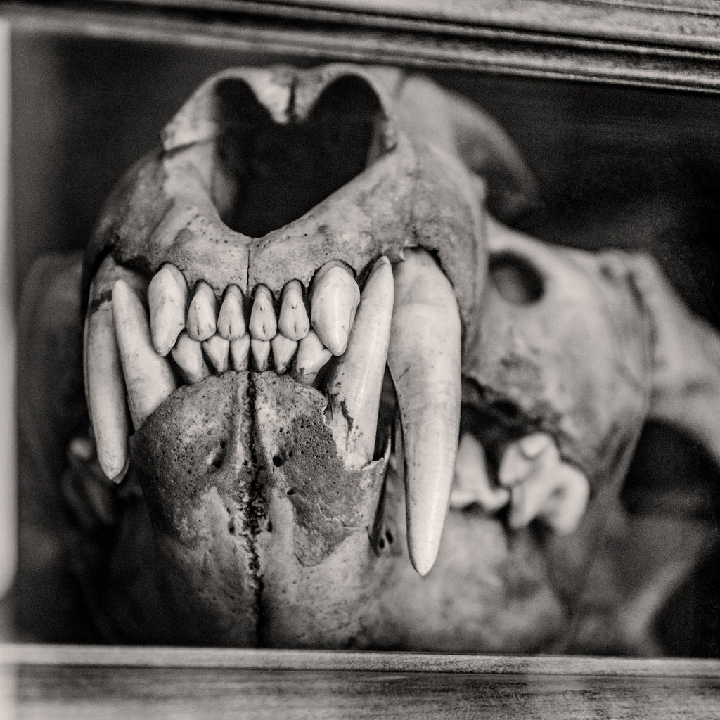 Close-up of a lion skull with prominent teeth.