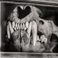 Close-up of a lion skull with prominent teeth.