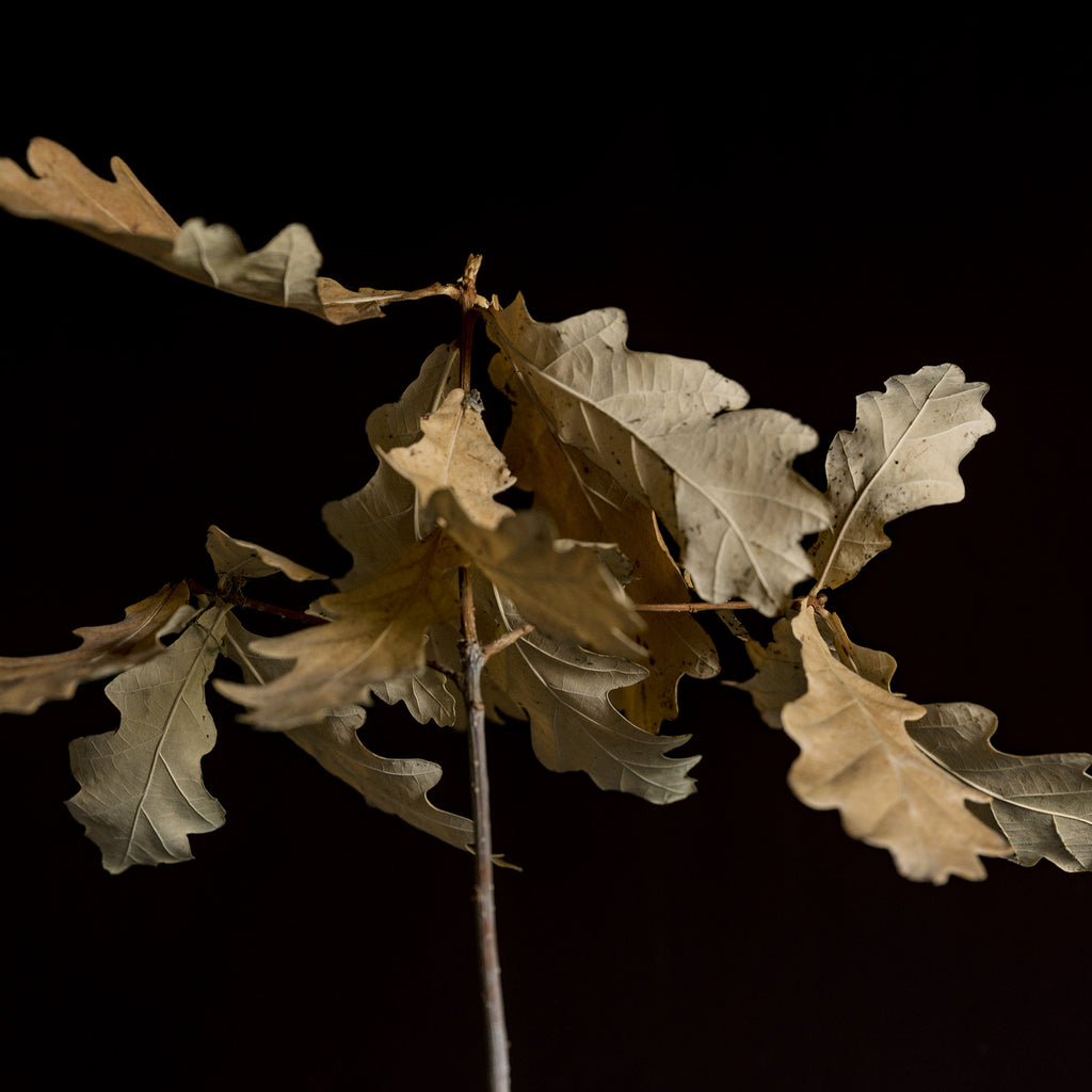 Oak Leaves