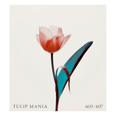 Tulipa - Tulip Mania