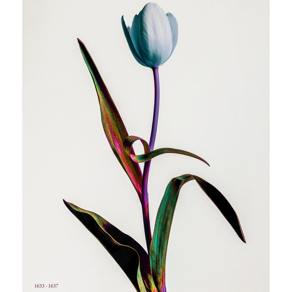 Tulip Mania - Poster
