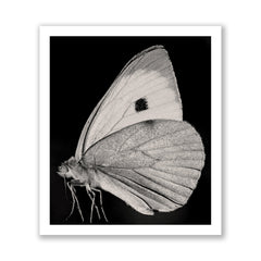 The Butterfly
