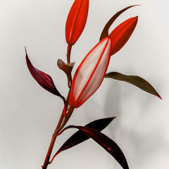 The Crimson Lilies