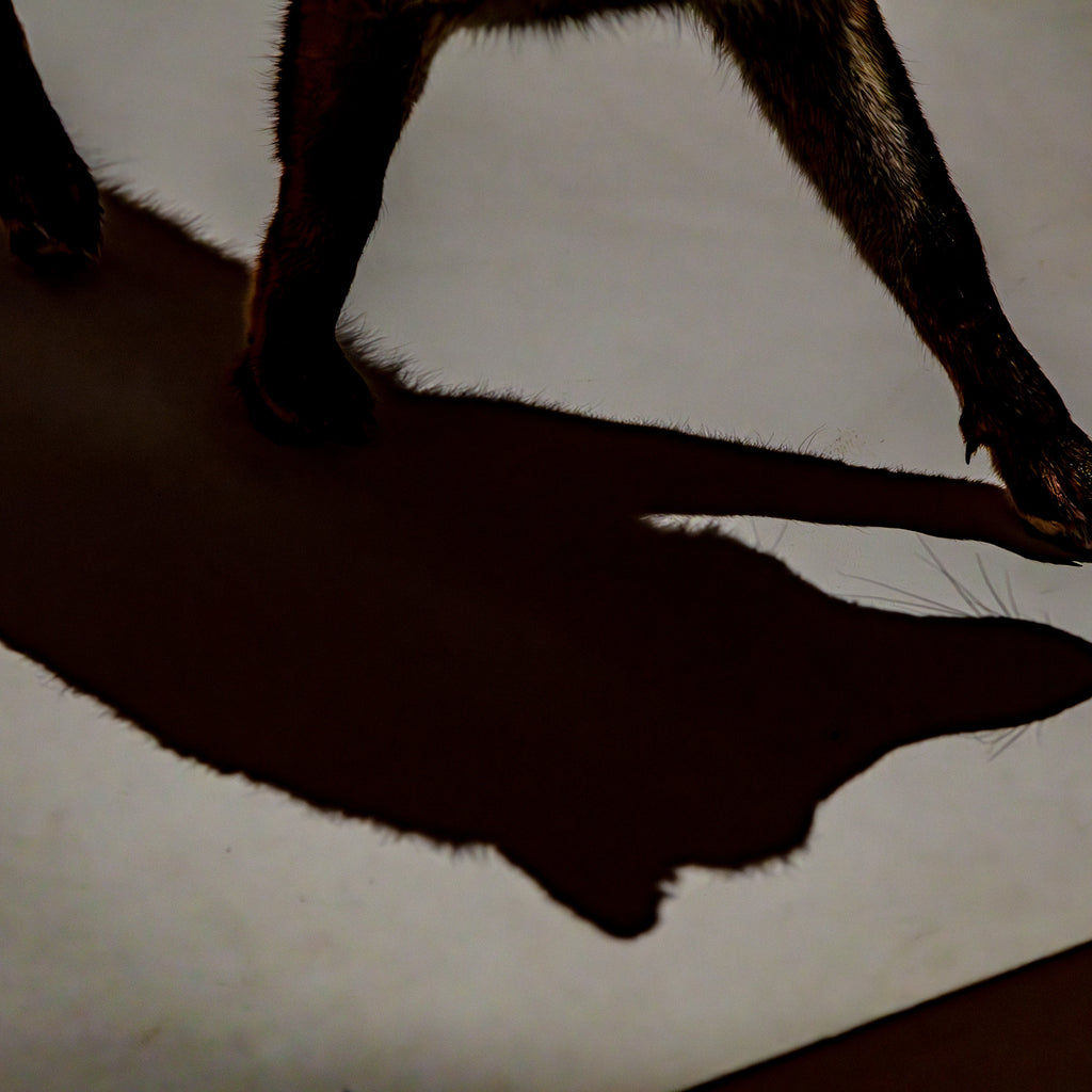 The Fox of Chambord