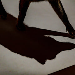 The Fox of Chambord