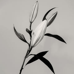 The Lily