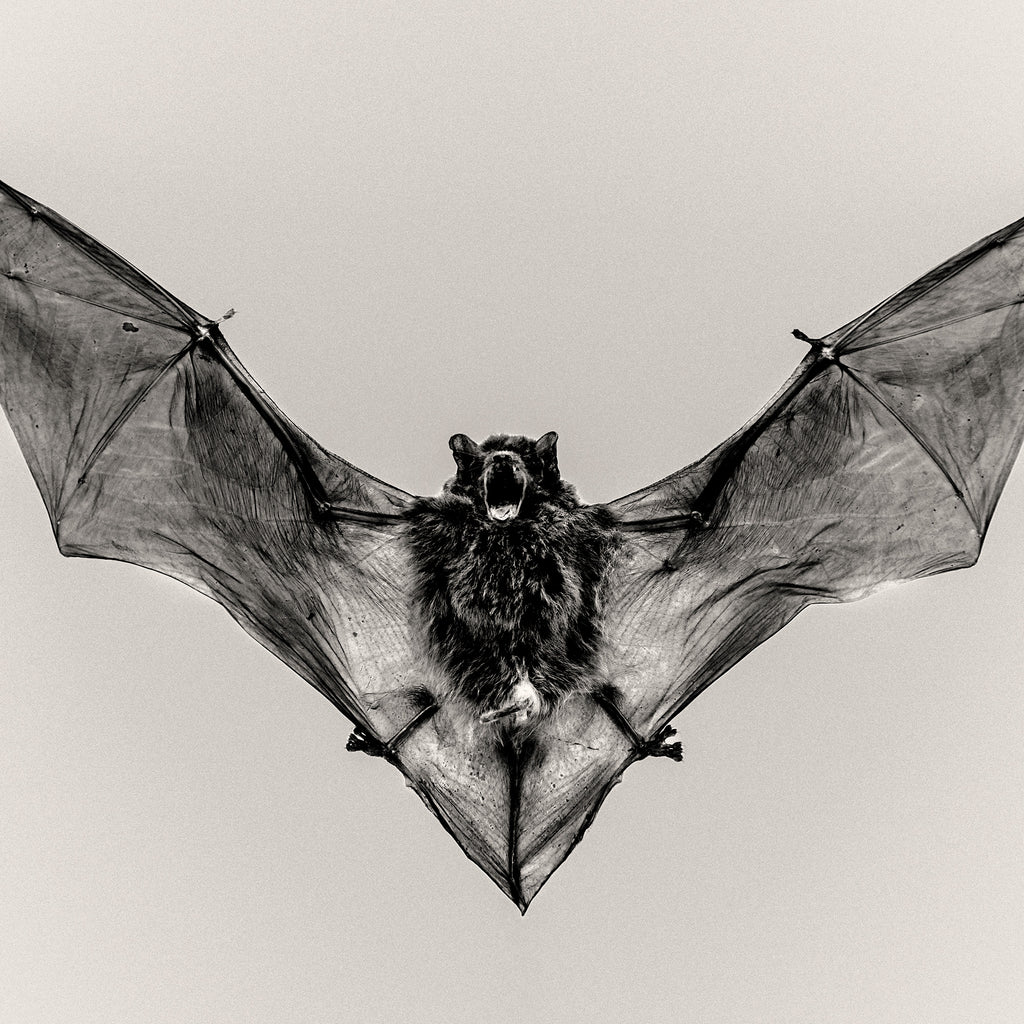 Pipistrelle