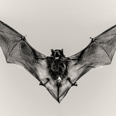 Pipistrelle