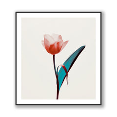 Tulip Mania