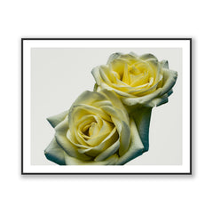 Yellow Roses