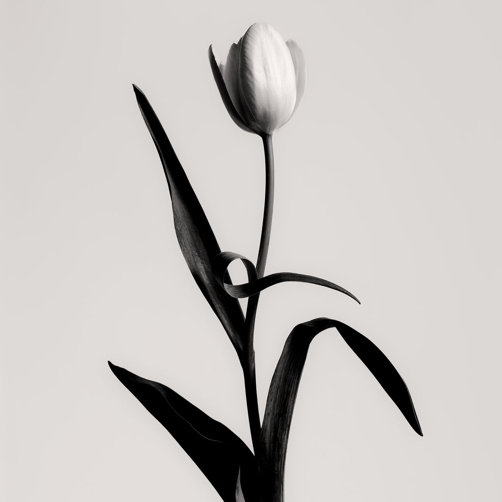 A Single Tulip - MMXXIII