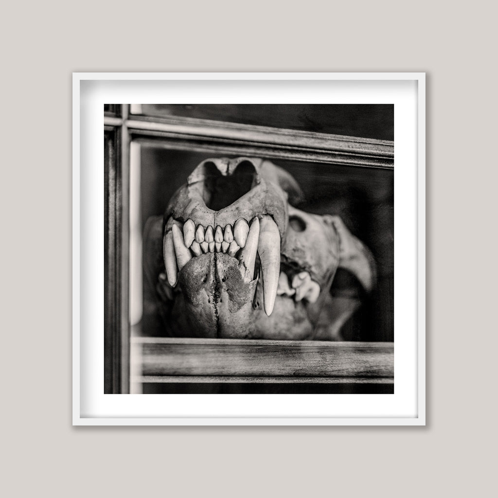 Framed black and white photograph of a bear skull with large tusks.