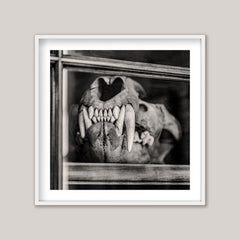 Framed black and white photograph of a bear skull with large tusks.