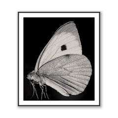 The Butterfly
