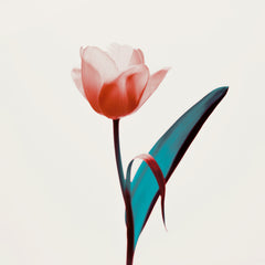 Tulip Mania