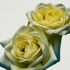 Yellow Roses