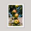 Apples