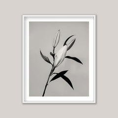 The Lily