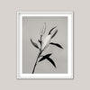 The Lily