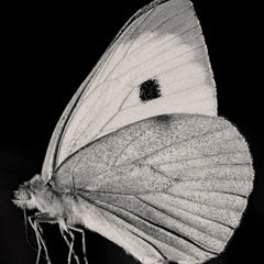 The Butterfly