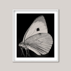 The Butterfly