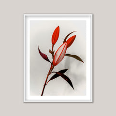 The Crimson Lilies