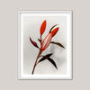 The Crimson Lilies