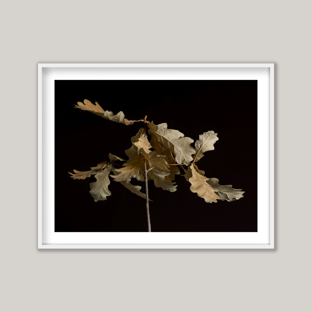 Oak Leaves