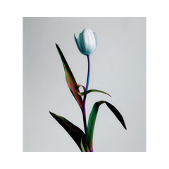 Tulipa - A Single Tulip