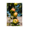 Apples