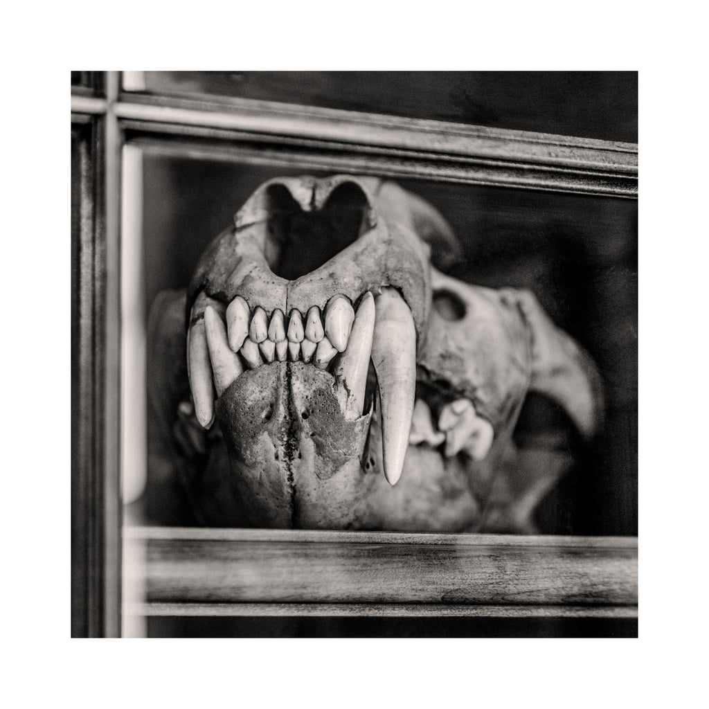 Black and white skull with large teeth in a wooden frame