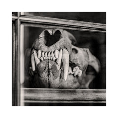 Black and white skull with large teeth in a wooden frame