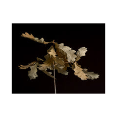 Oak Leaves