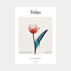 Tulipa - Tulip Mania