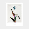 Tulip Mania - Poster