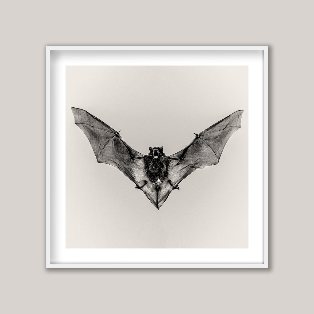 Pipistrelle