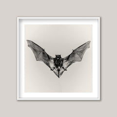 Pipistrelle
