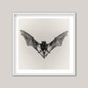 Pipistrelle