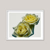 Yellow Roses