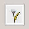 Yellow Leaf Tulip