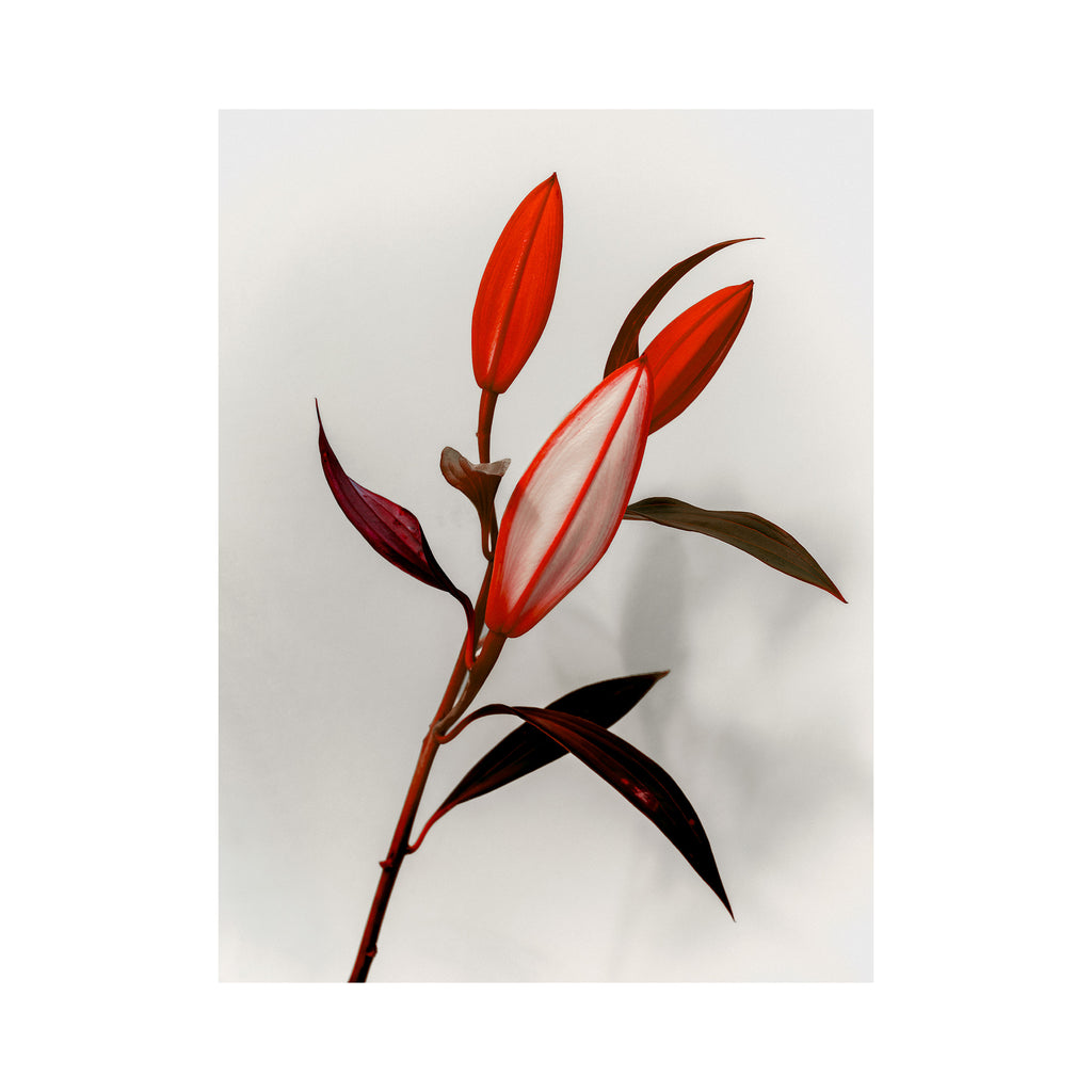 The Crimson Lilies