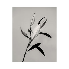 The Lily