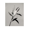 The Lily